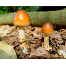 Мицелий Поплавка желто-коричневого / Поплавок бурый (Amanita fulva) Мицелий Поплавка желто-коричневого / Поплавок бурый (Amanita fulva)